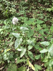 Mentha × piperita