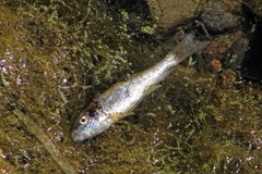 Catostomus occidentalis