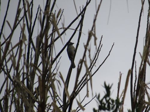 Green-winged Saltator (Saltator similis), photo 9