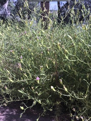 Cordylanthus wrightii