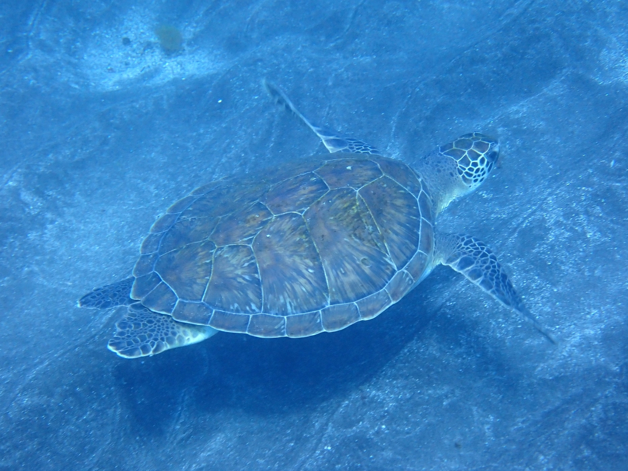 Tortuga verde