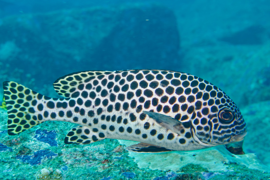 Largespot sweetlips (Plectorhinchus macrospilus) — Haemulidae