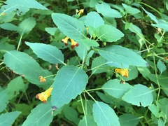 Impatiens capensis