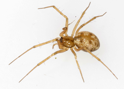 Bolephthyphantes caucasicus