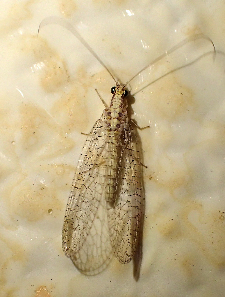 Eremochrysa tibialis