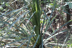 Dasylirion berlandieri