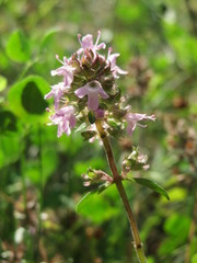 Thymus serpyllum