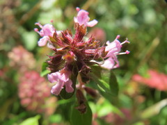 Thymus serpyllum