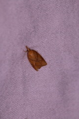 Cenopis reticulatana