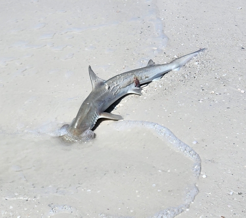 Bonnethead photographed in Florida