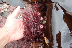 Neoptilota asplenioides
