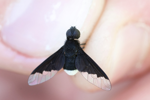 Black Bee Fly photo 2