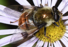 Sericomyia flagrans