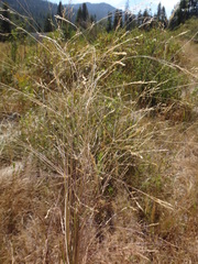 Agrostis scabra
