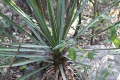 Yucca filifera