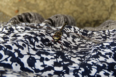 Austroaeschna multipunctata