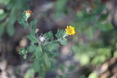 Heterotheca mucronata