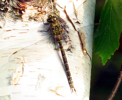 Aeshna canadensis