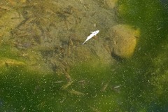 Catostomus occidentalis