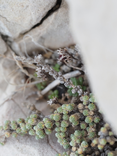 Image of Camphorosma monspeliaca by (c) Louis Aureglia, some rights reserved (CC BY)