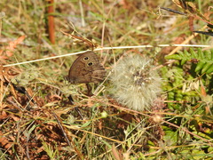 Cercyonis pegala boopis