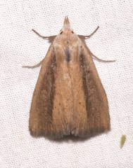 Gabara stygialis