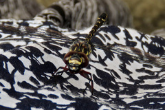 Austroaeschna multipunctata