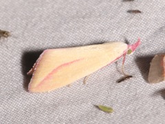 Phytometra obliqualis