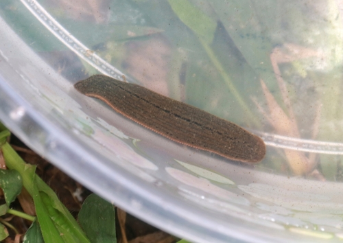 Hirudinaria manillensis observed 2024-05-01