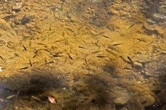 Catostomus occidentalis