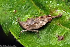 Systolederus ridleyi