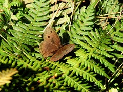 Cercyonis pegala boopis