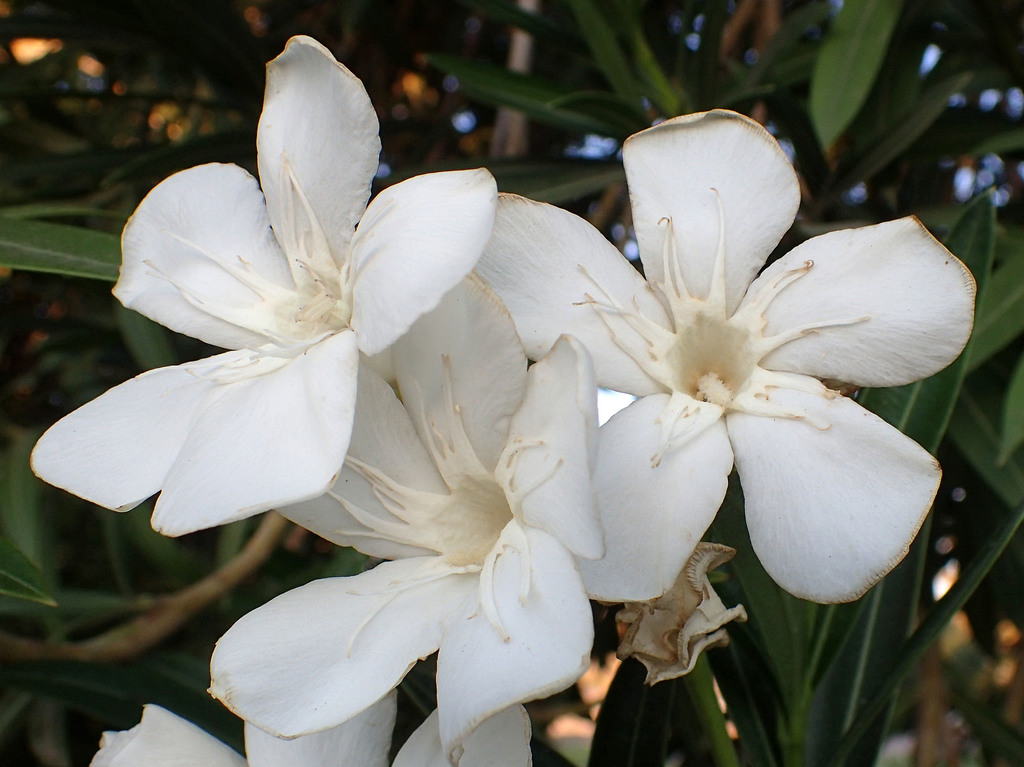 oleanders