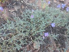 Penstemon azureus