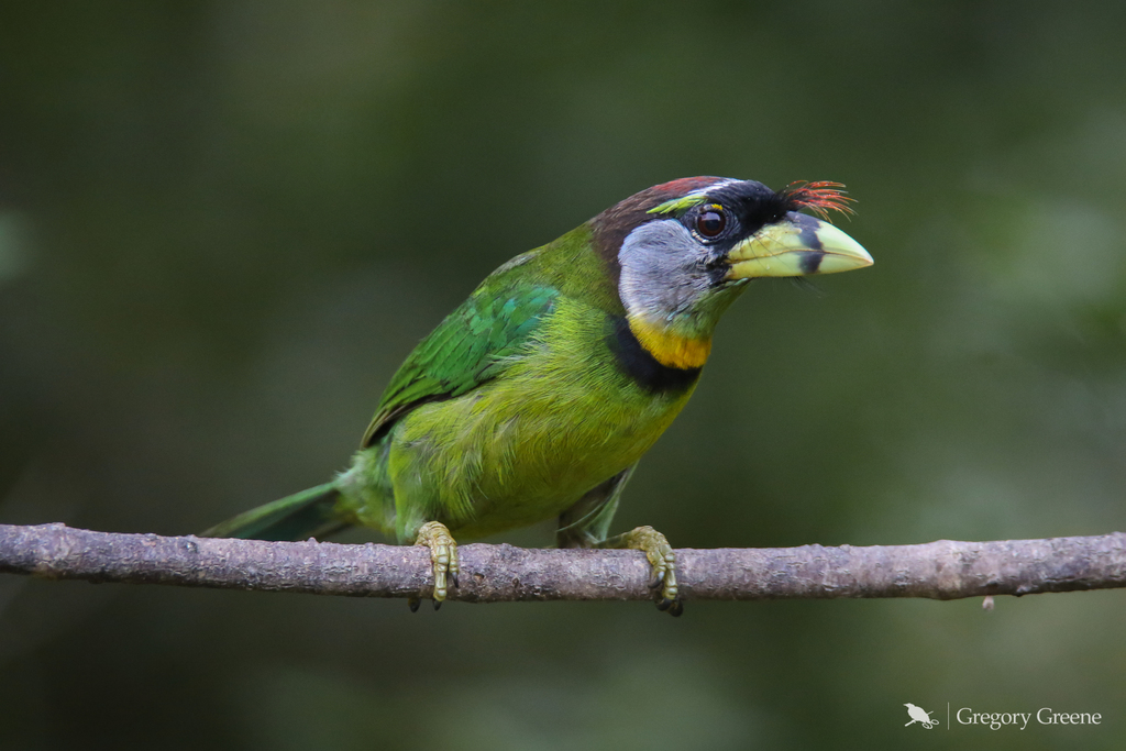 Fire-Tufted Barbet