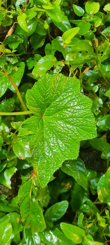 Grapeleaf begonia (Begonia reniformis)