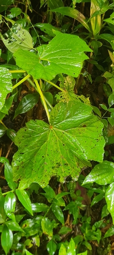 Image of Begonia reniformis by (c) Kauã Neves, some rights reserved (CC BY)