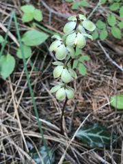 Pyrola picta