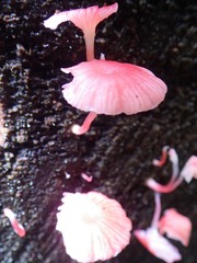 Mycena roseilignicola