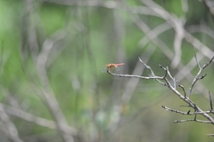 Sympetrum illotum