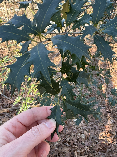 Osmanthus heterophyllus