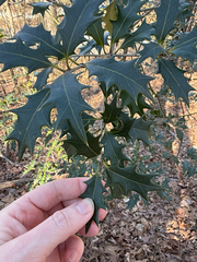 Osmanthus heterophyllus