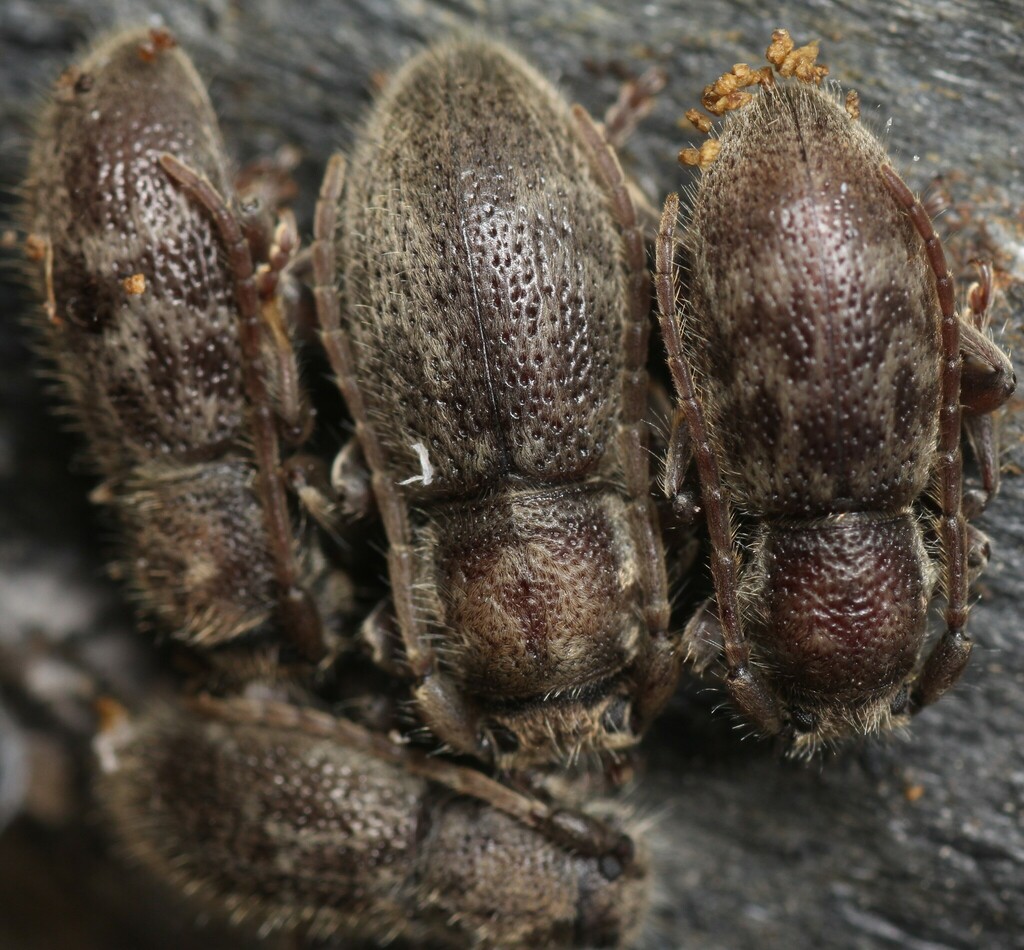 Parmena solieri