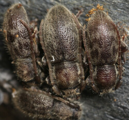 Parmena solieri