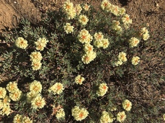 Oligogonum