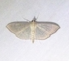 Poliobotys ablactalis