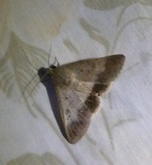 Pandesma