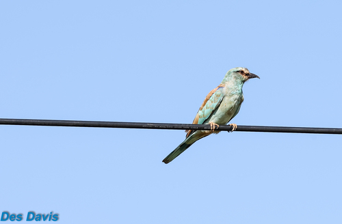 European Roller