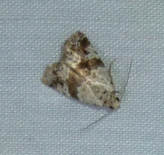 Maliattha signifera