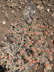 Eriogonum marifolium